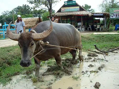 Thailand Day Trip: Buffalo Village in Suphanburi