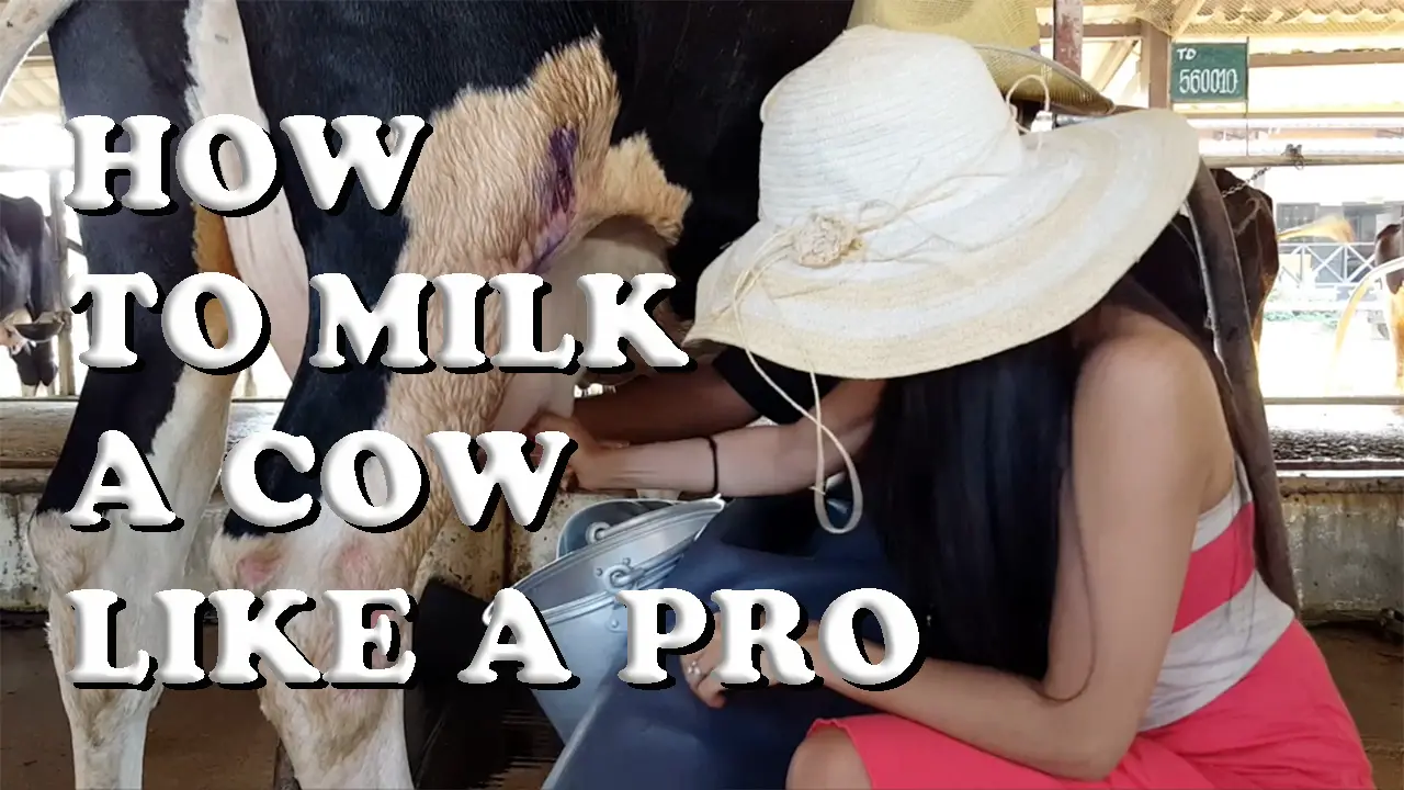 How to Milk a Cow Like a Pro
