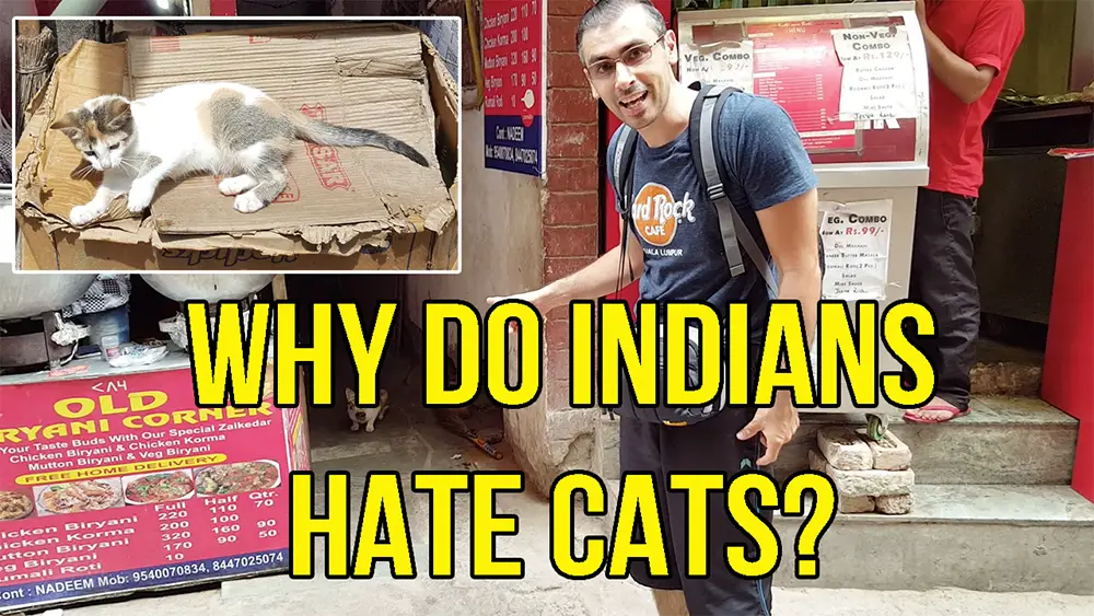 Why don’t Indians like cats? | New Delhi Travels