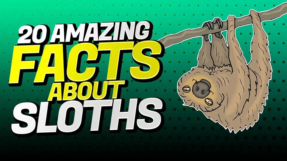 20 Interesting Facts About The Sloth All You Need To Know