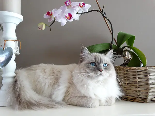 20 Facts About 20 Amazing Cat Breeds