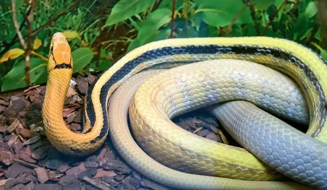 Top 10 facts about snakes that do not lay eggs