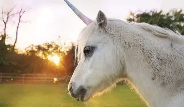 20 Interesting Facts About Unicorns | A mythical creature from the Bible?