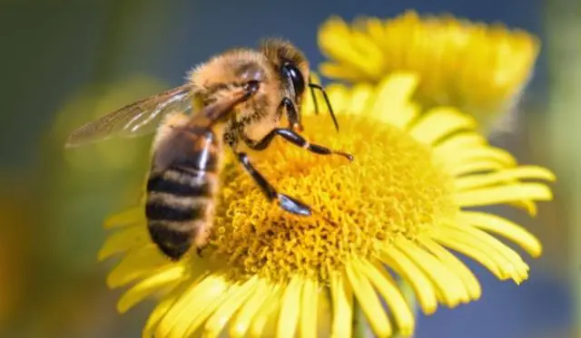facts about queen bees