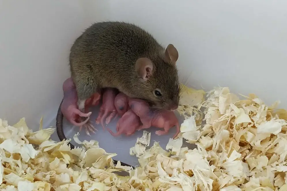 <strong>Partenogeneza – șoareci născuți din ouă nefertilizate!</strong>