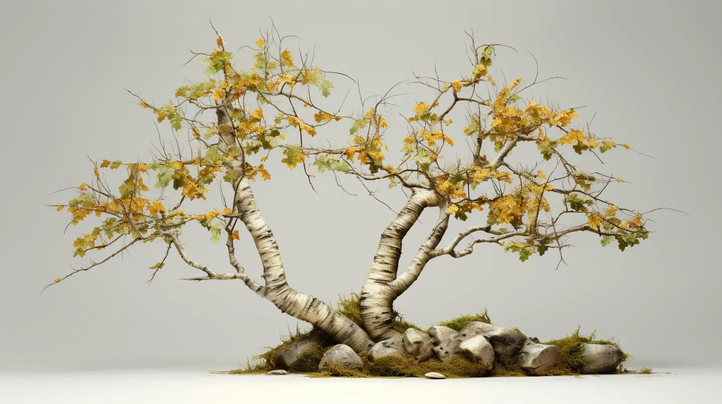 25 Interesting Facts About Hibakujumoku, the Japanese Birch Tree